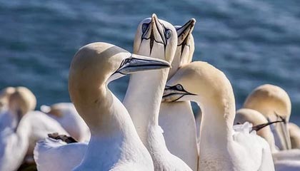 蜕变重生，篮球巨星诺维茨基再次捧杯，nba诺维茨基