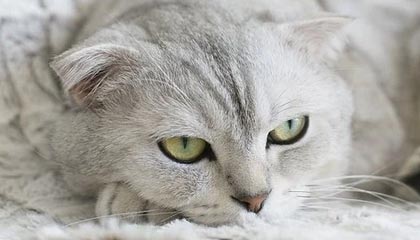 摩洛哥遭遇保加利亚，欧洲杯预选赛胜负双方未定，摩洛哥足球队